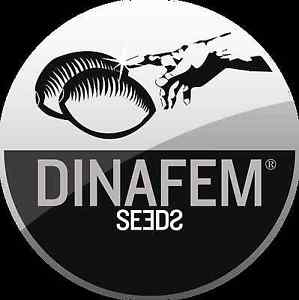 Dinafem Seeds Dinafem Seeds
